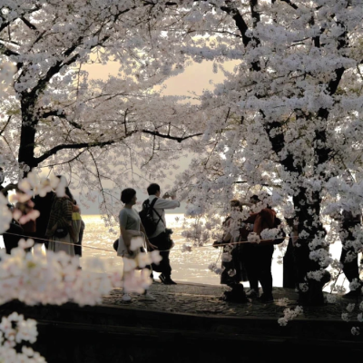 An autumn rain-向日葵*1907#）