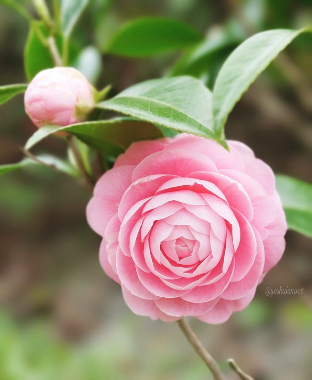  山茶花 乙女椿