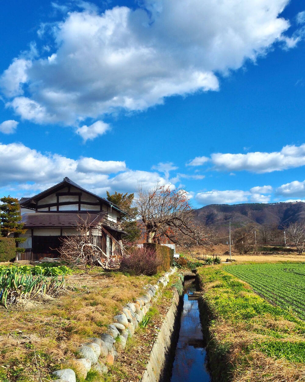 日本 長野県 安曇野 市穂高 青空と雲 水路 麦畑 田舎の風景