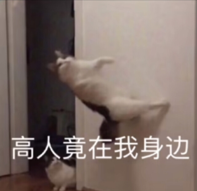 猫猫 表情包#冷瞳