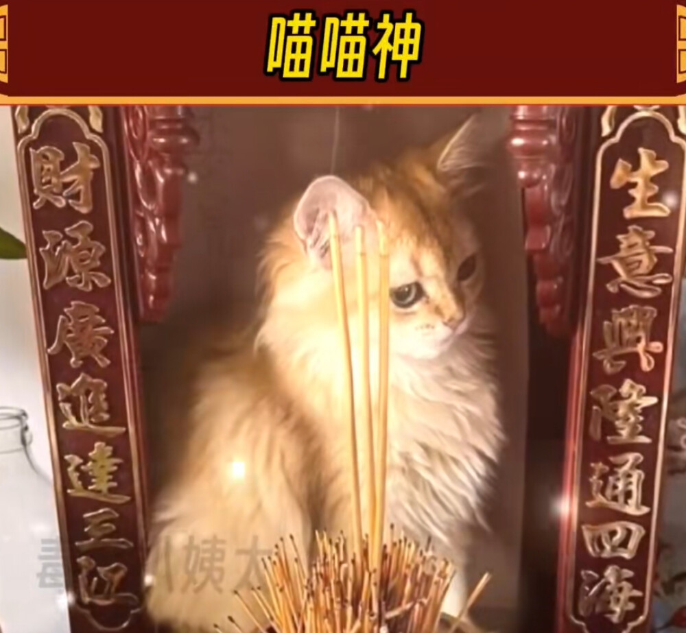 猫猫#冷瞳