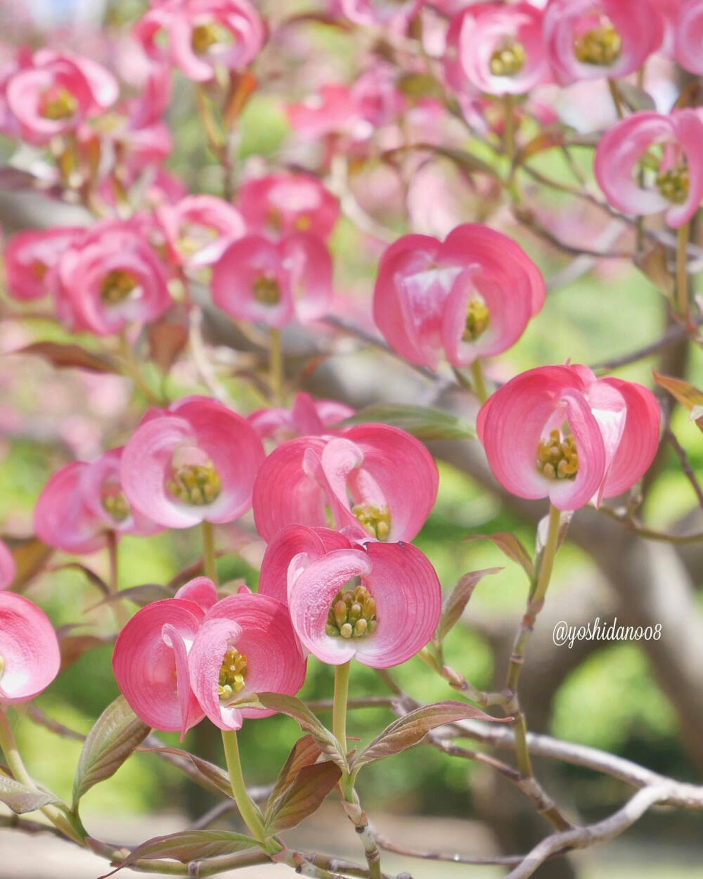 山茱萸safflowerdogwood大花四照花cornusflorida花水木ハナミズキベ