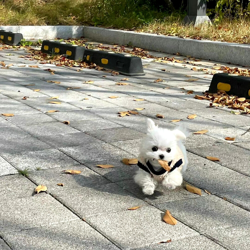 马尔济斯