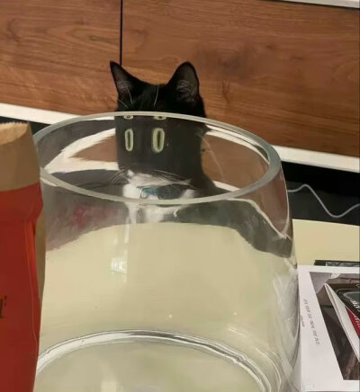 黑猫#冷瞳