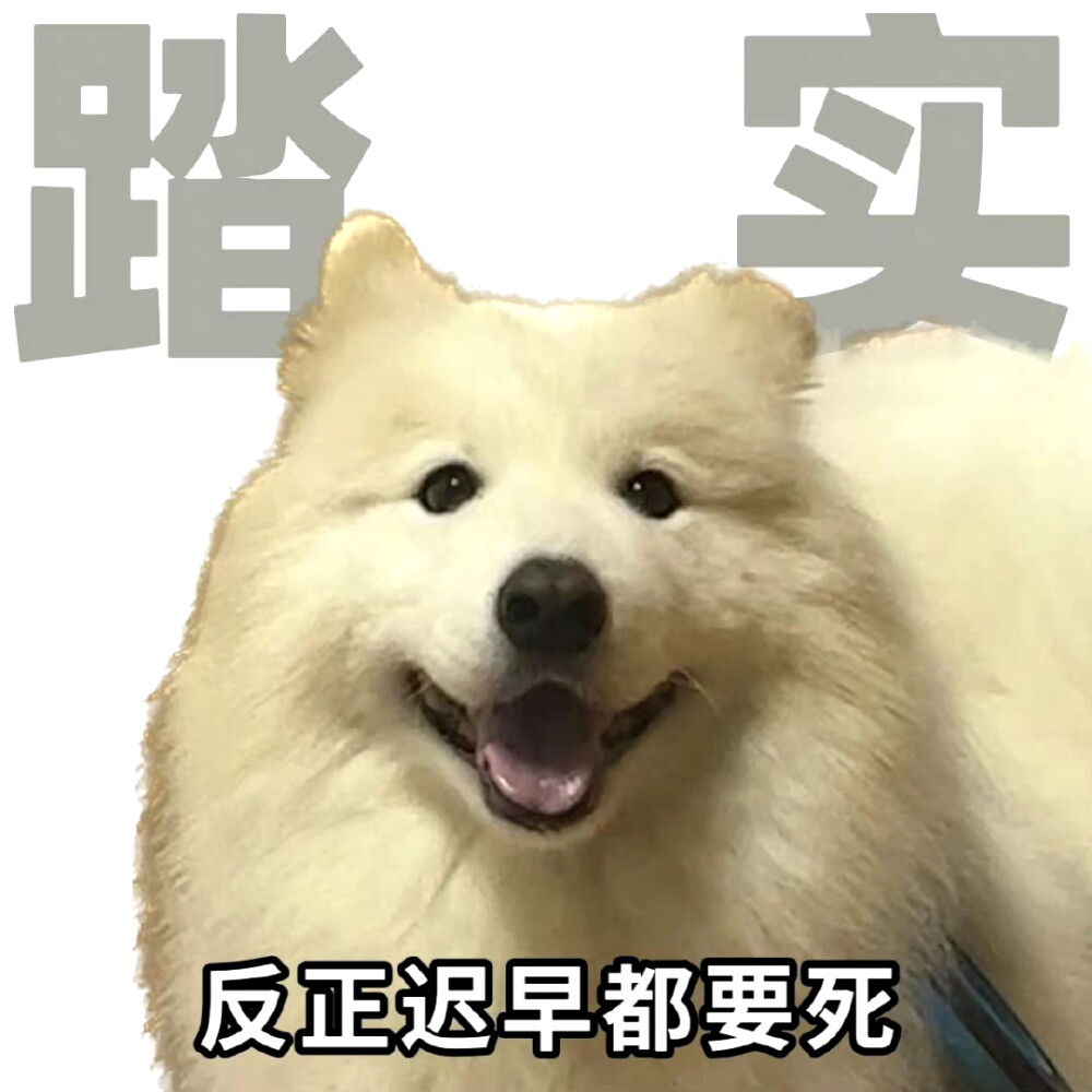 狗狗表情包