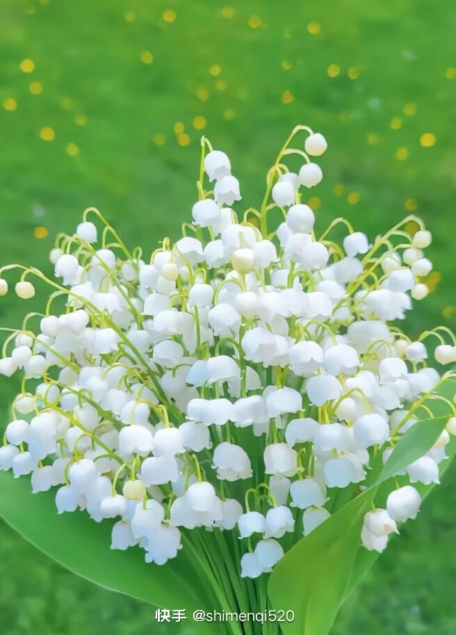 美丽的花送给美丽的你