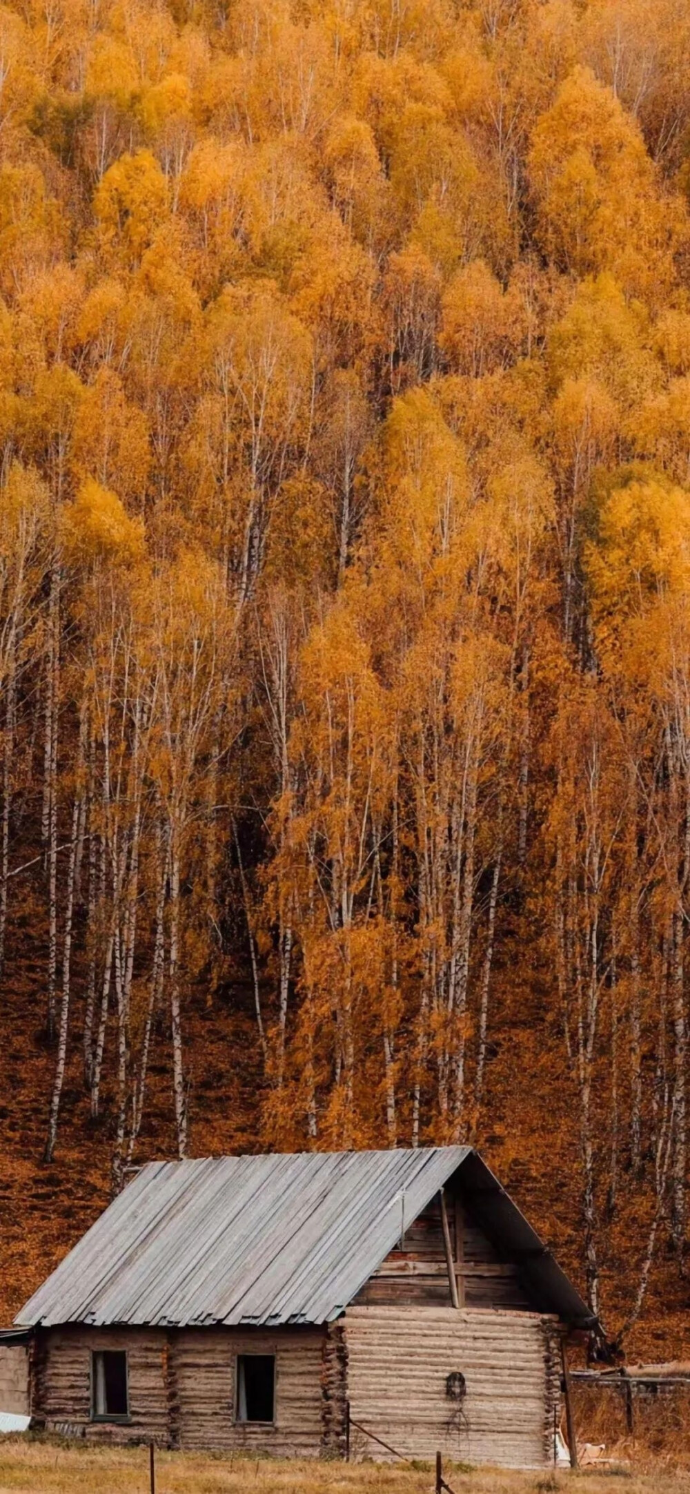 秋天- 高清图片,堆糖,美图壁纸兴趣社区