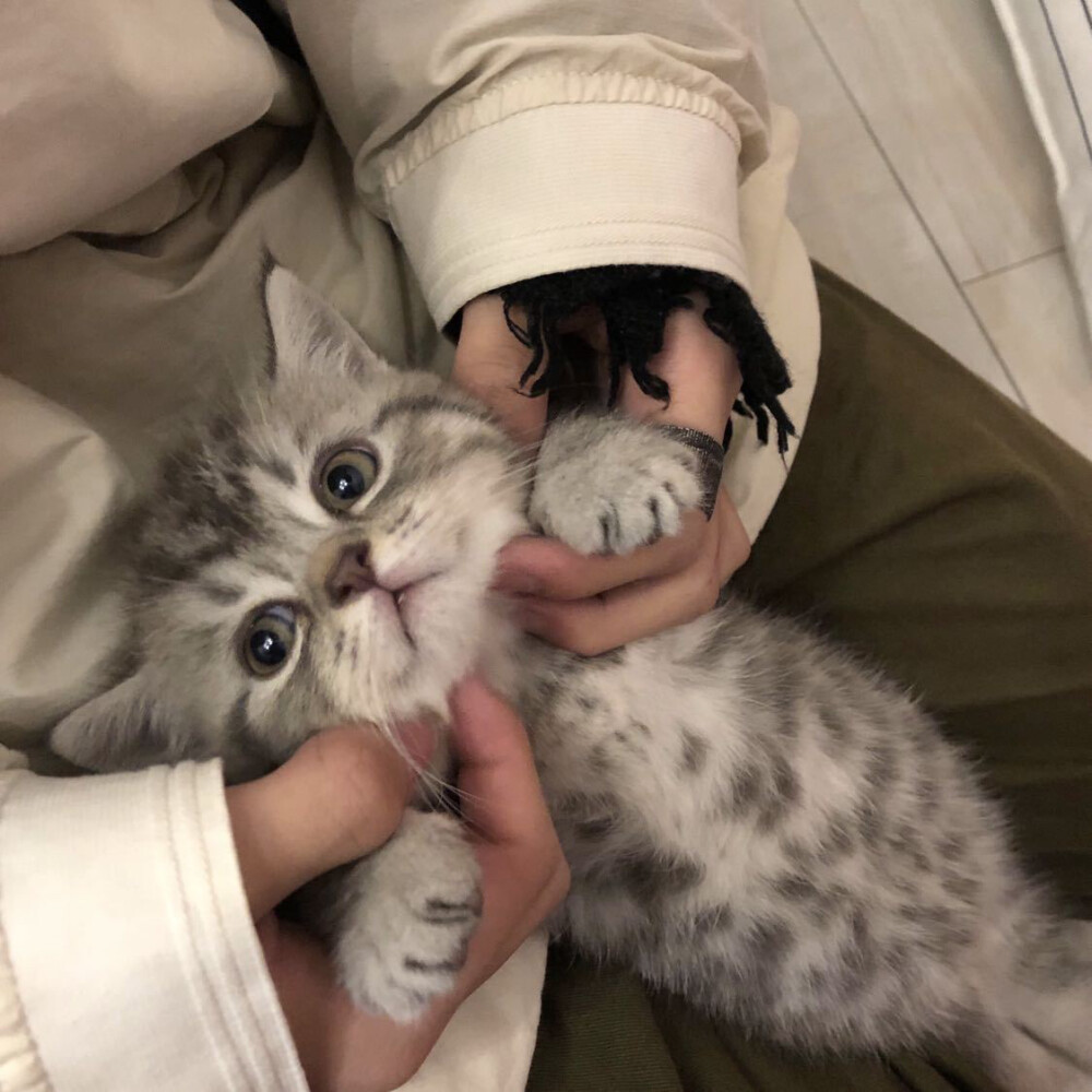 宠物男生头像