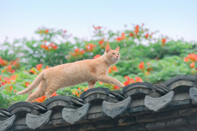 猫壁纸
摄影师：喵呜不停