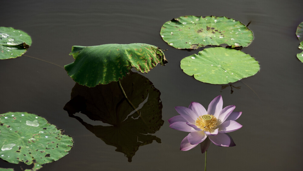 池中莲花叶，影在池中水。钻石园荷花池畔，莲叶莲花水车倒影，微风吹过梦幻微波，清晰可见鱼儿嬉戏。