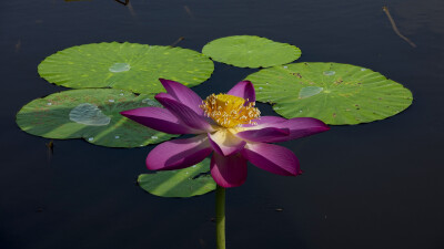 池中莲花叶，影在池中水。钻石园荷花池畔，莲叶莲花水车倒影，微风吹过梦幻微波，清晰可见鱼儿嬉戏。