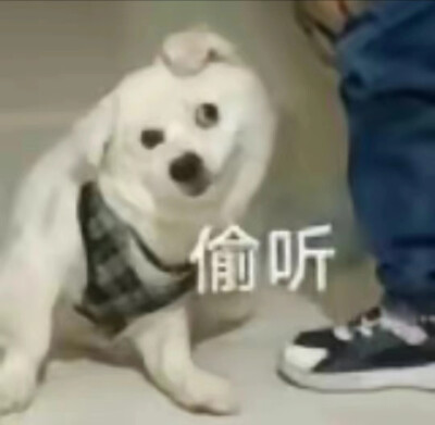 表情包