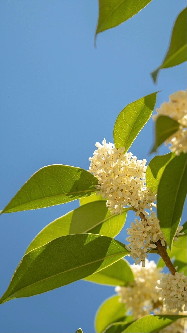 桂花