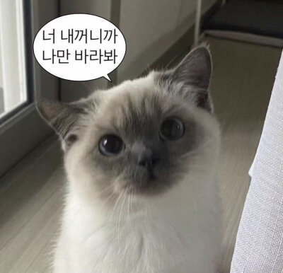 翻译:“你是我的，所以你只能看我”