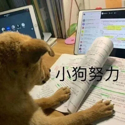 自用 学习