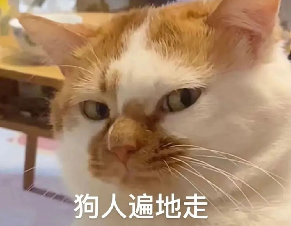 猫猫狗狗