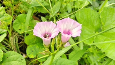 吉安随拍：花花草草之三裂叶薯