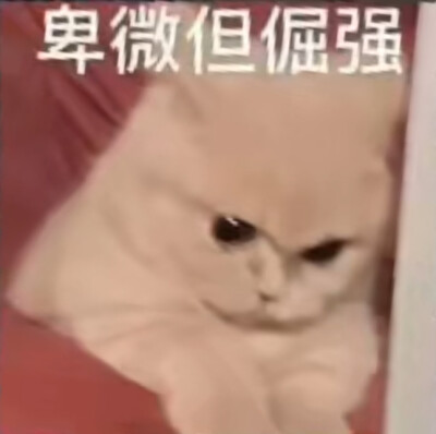 猫猫 表情包#冷瞳