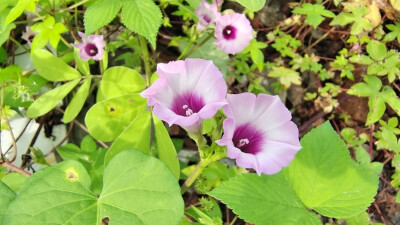 吉安随拍：花花草草之三裂叶薯