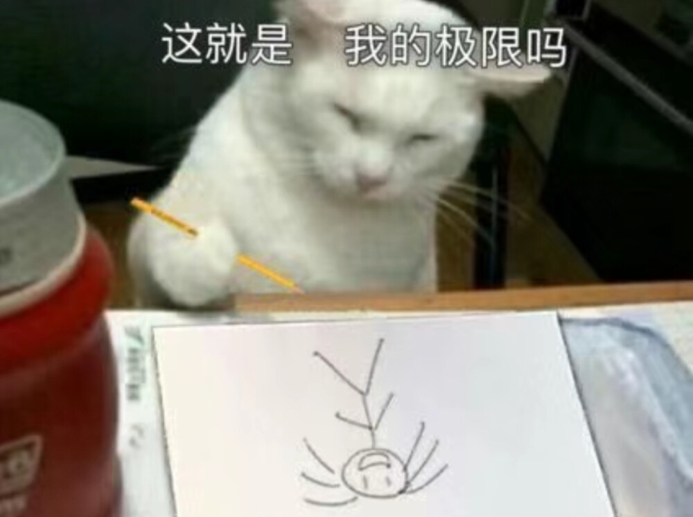 猫猫 表情包#冷瞳