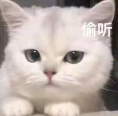 小猫表情
