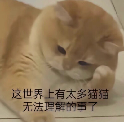 你很胖 才不是毛茸茸