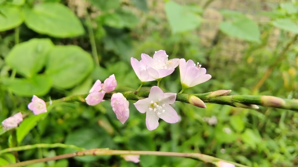 吉安随拍：花花草草之蚕茧草