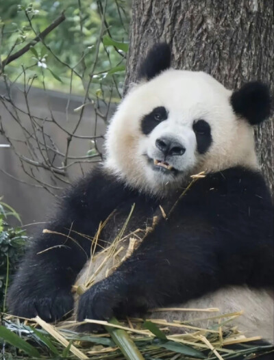 憨态可掬 这货专门负责卖萌