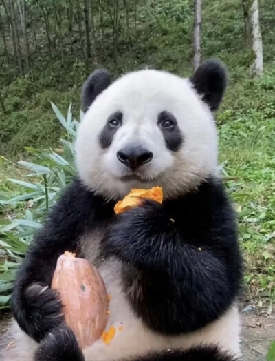 憨态可掬 这货专门负责卖萌