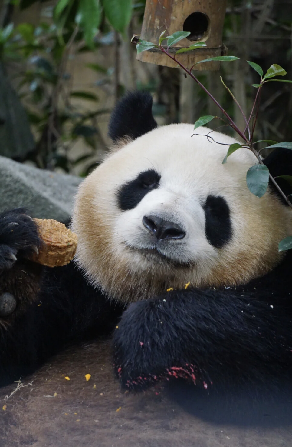 憨态可掬 这货专门负责卖萌