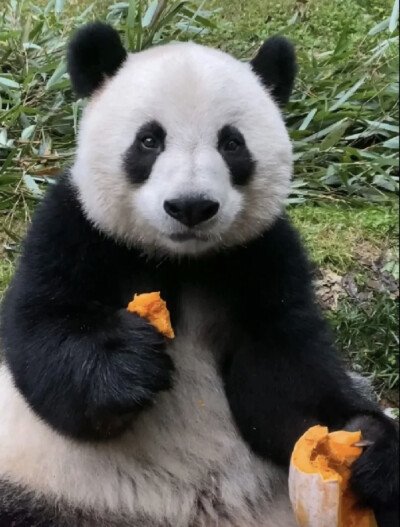 憨态可掬 这货专门负责卖萌