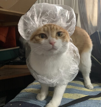 ＾＾