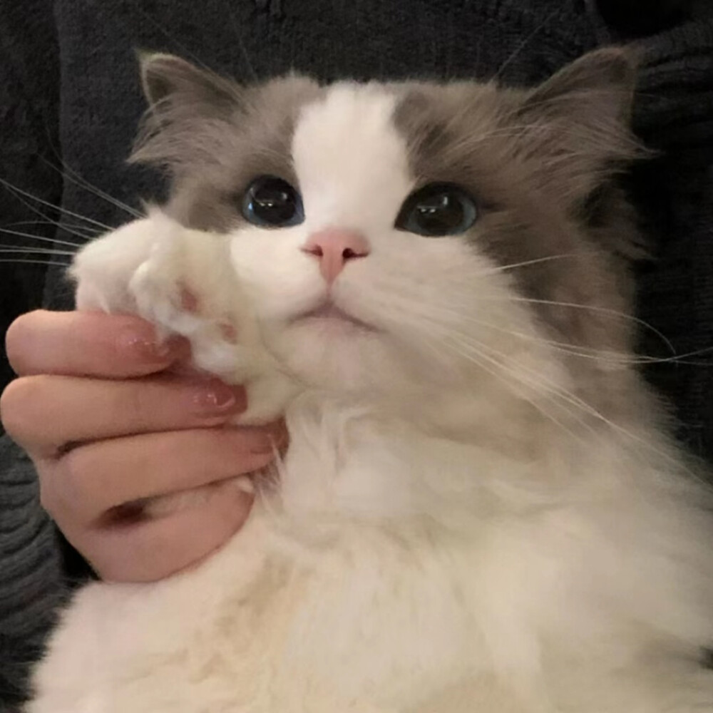 布偶猫可爱头像