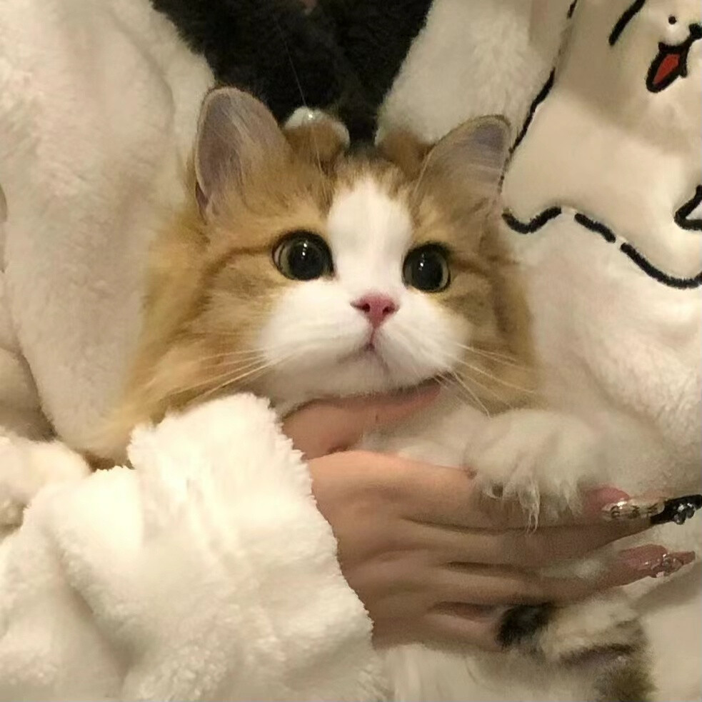 ＃布偶猫＃可爱头像
图源:李尾鱼
