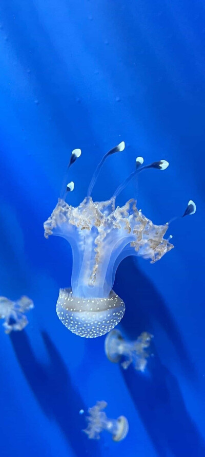 水母