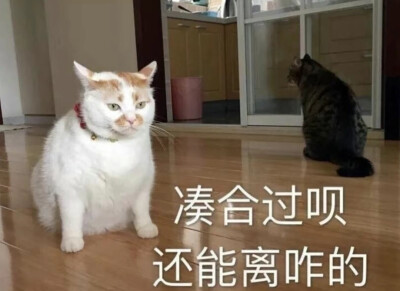 猫咪表情