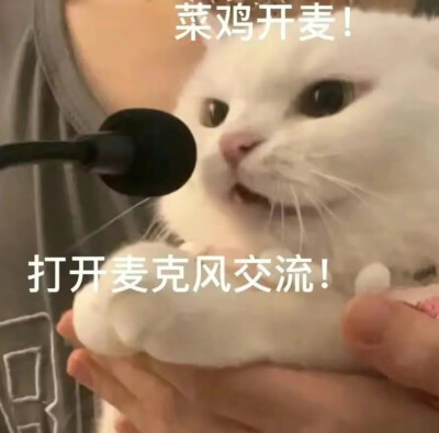 猫咪表情