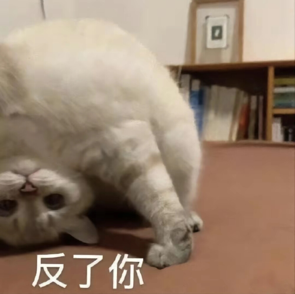 猫咪表情