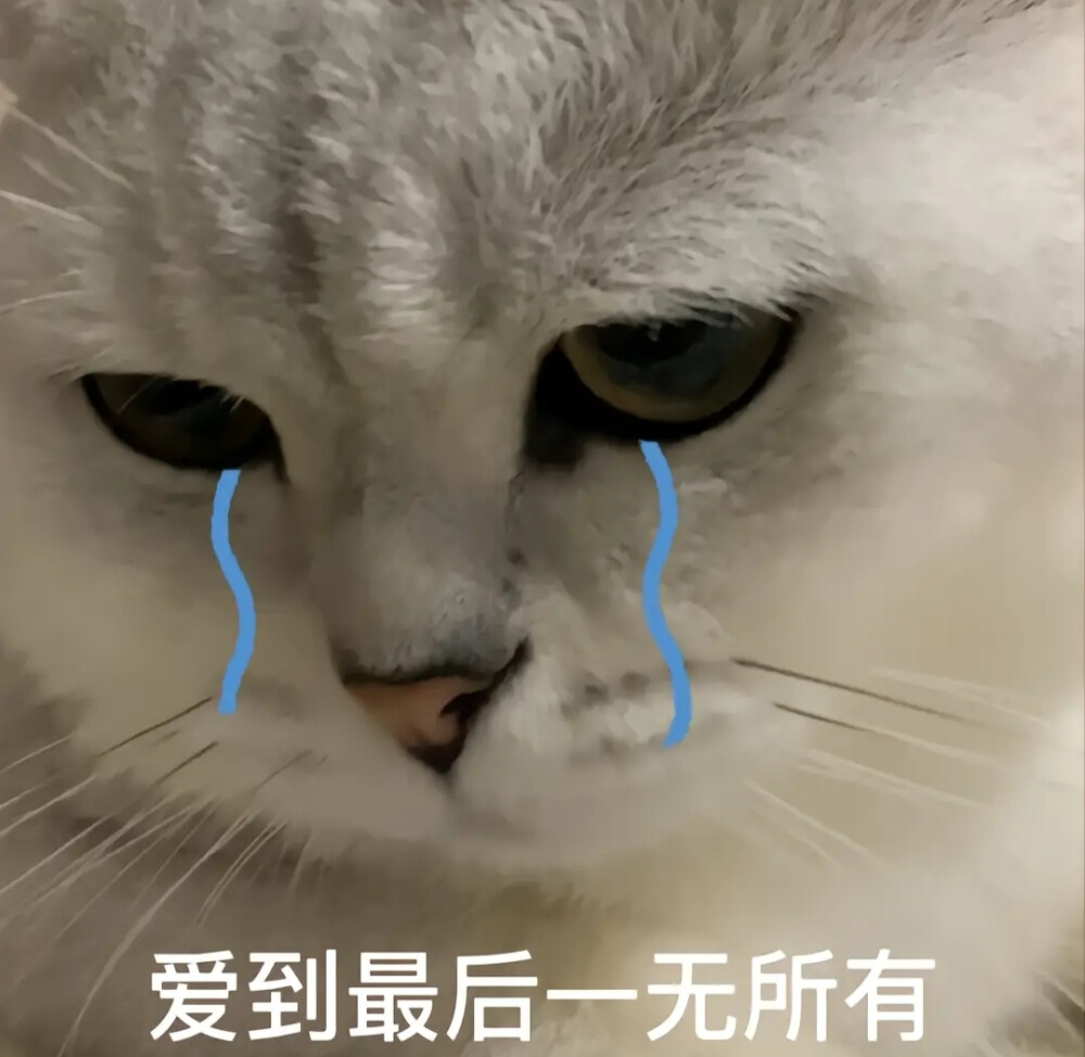 猫咪表情