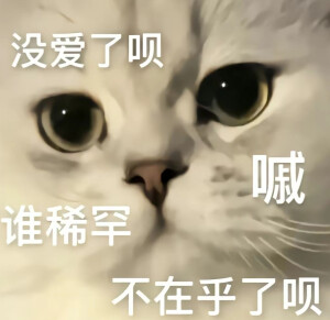 猫咪表情