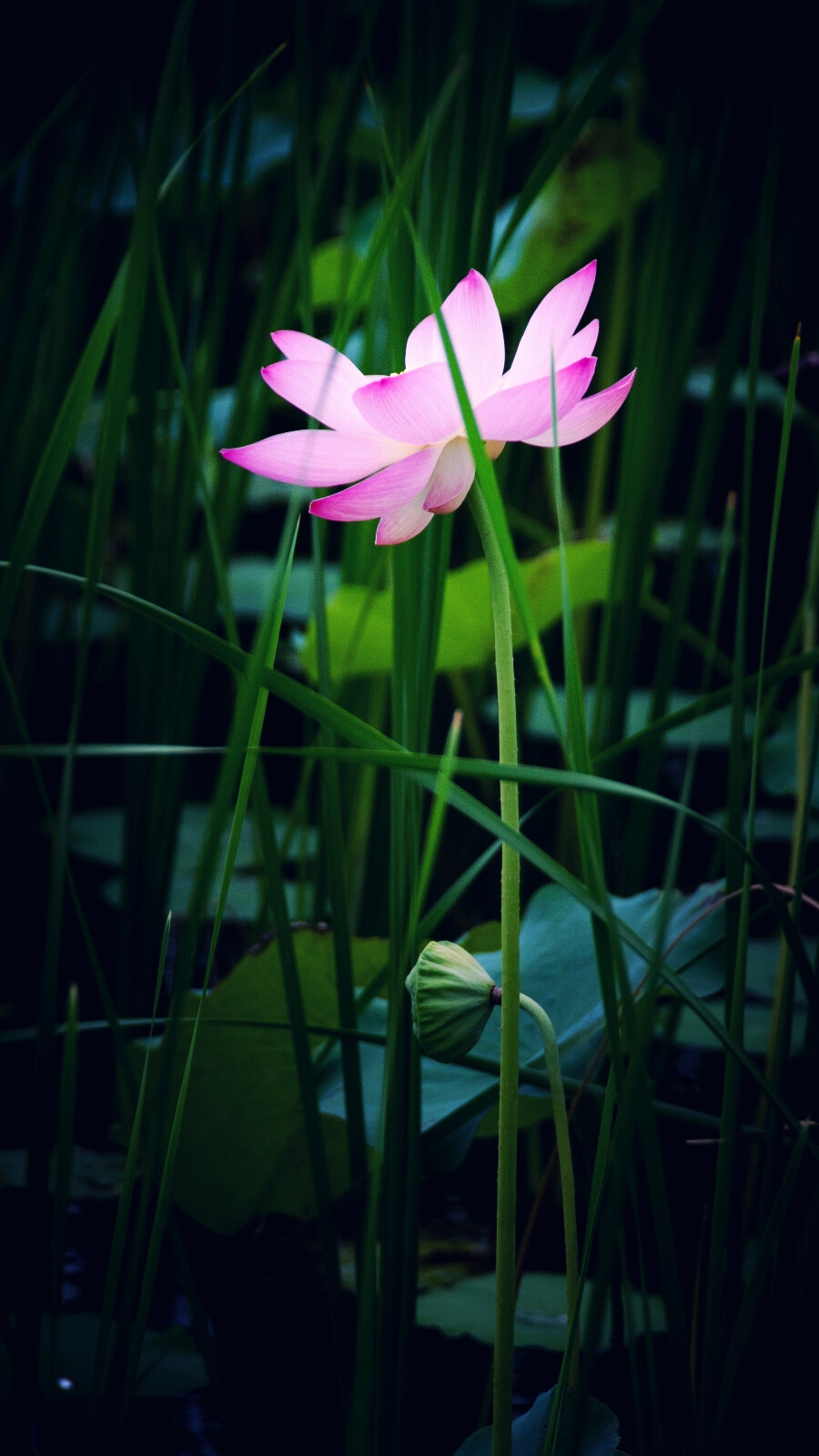 蒲黄丛中莲花仙子。花朵秀美，花香四溢。纯洁、高雅、如意吉祥，花中仙子。莲花品格高，水上绿伞景色好，看那风吹雨打任飘摇，泰然花开花依旧。说你水中芙蓉亦妖娆，鞠躬尽瘁不骄傲。有着“出淤泥而不染，濯清涟而不妖”的气质。