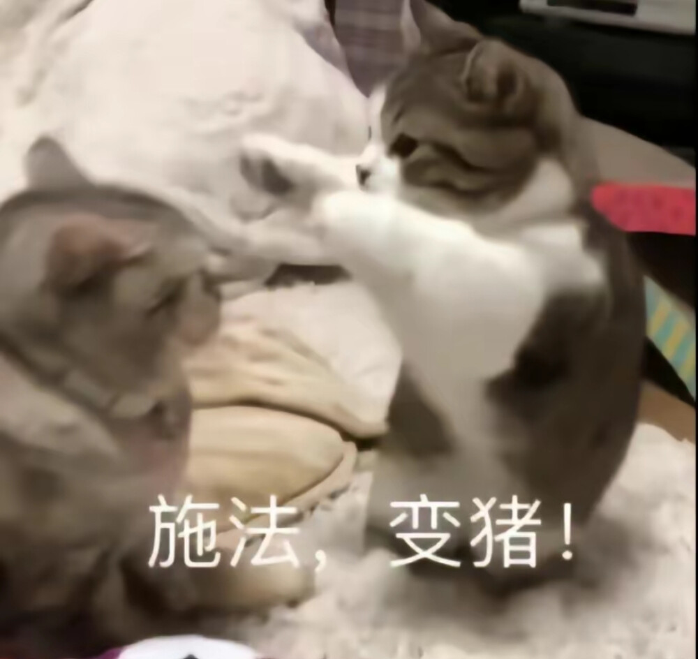 猫咪表情