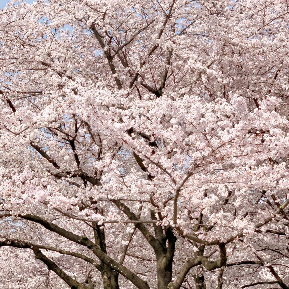 张元英可二改 收藏专辑 不注