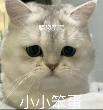 猫咪表情