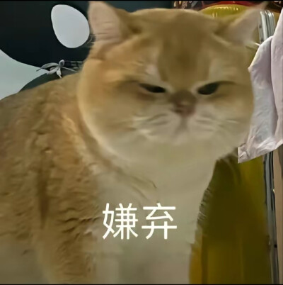 猫咪表情