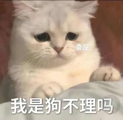 猫咪表情