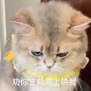 猫咪表情