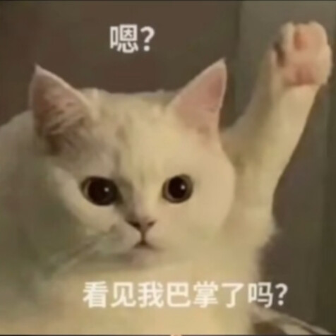 猫咪表情