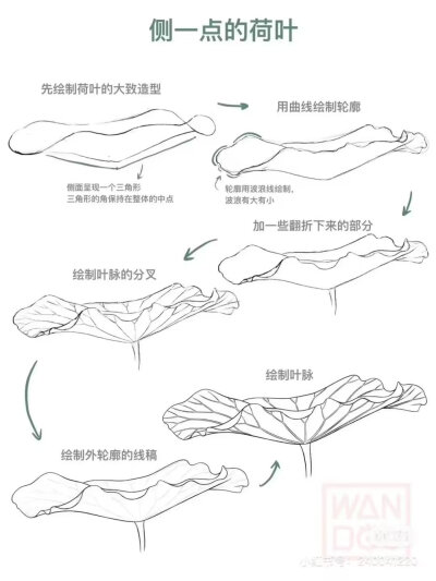 荷叶绘画教程