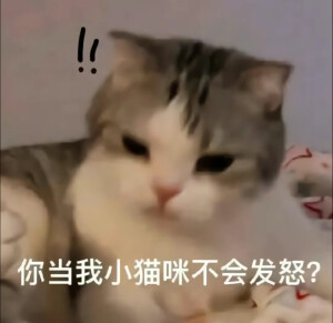 猫咪表情